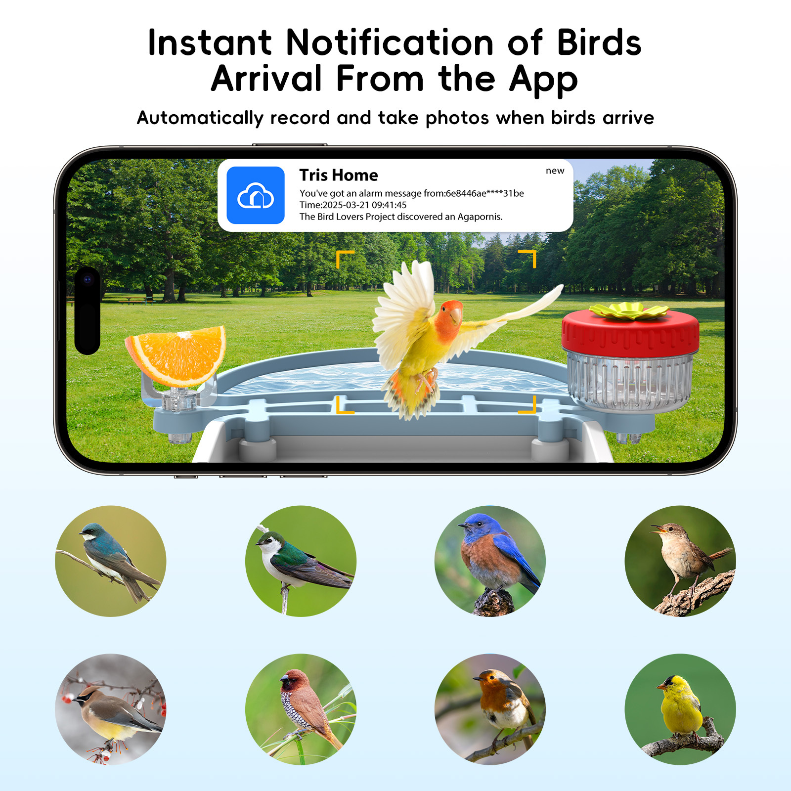 Smart AI Bird Feeder