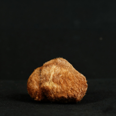 Monkey Head Mushroom