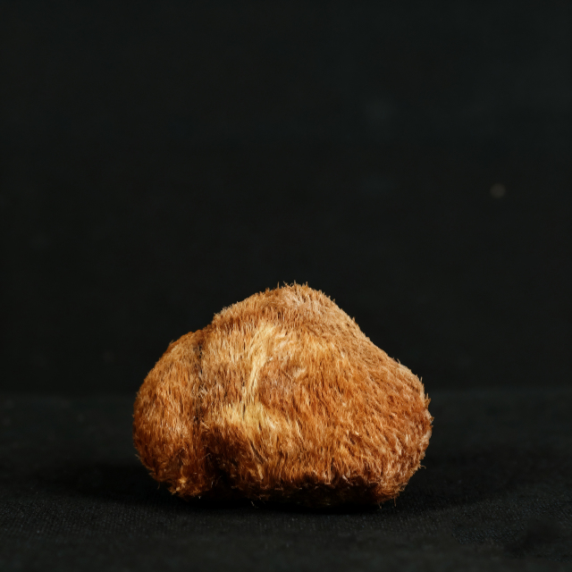 Monkey Head Mushroom