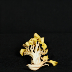 Pleurotus Citrinopileatus