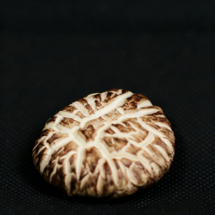Flower Mushroom