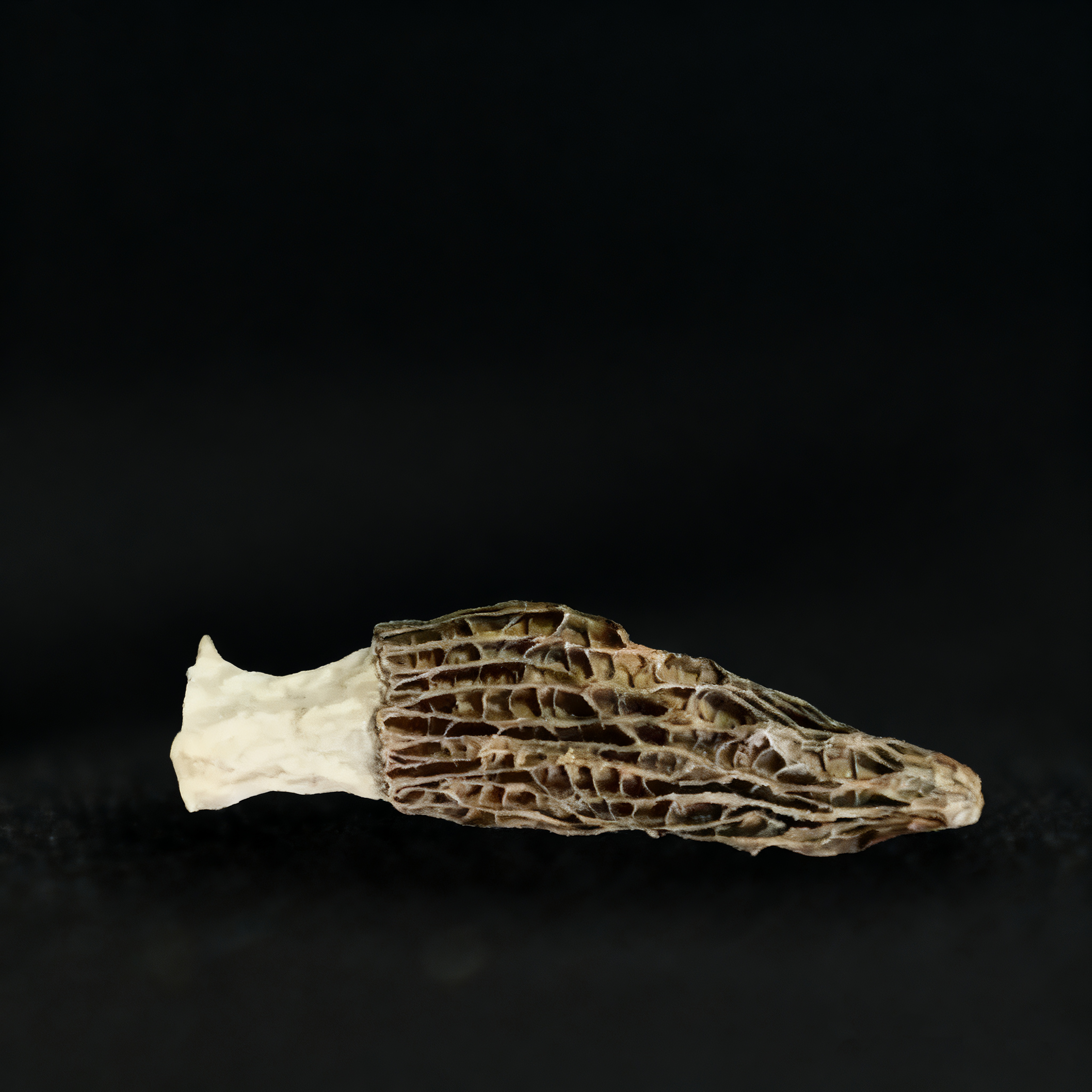 Morchella esculenta (L.) Pers
