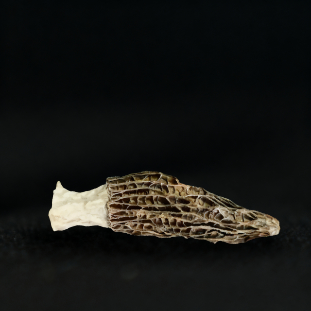 Morchella esculenta (L.) Pers