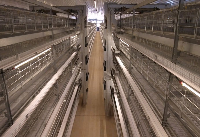 Layer duck cage