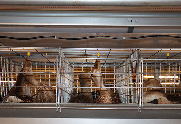 Layer duck cage