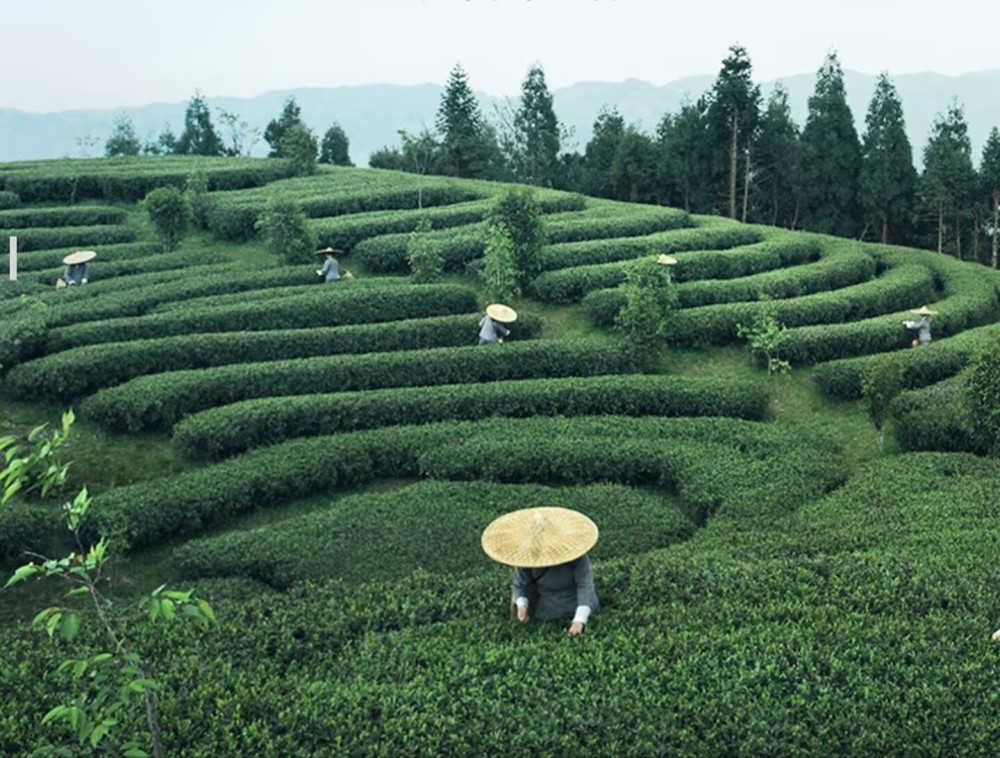 Benefits and Reasons to Drink Pinpin Xiang "Shai Bai Jin" Aged White Tea 1441 Shou Mei