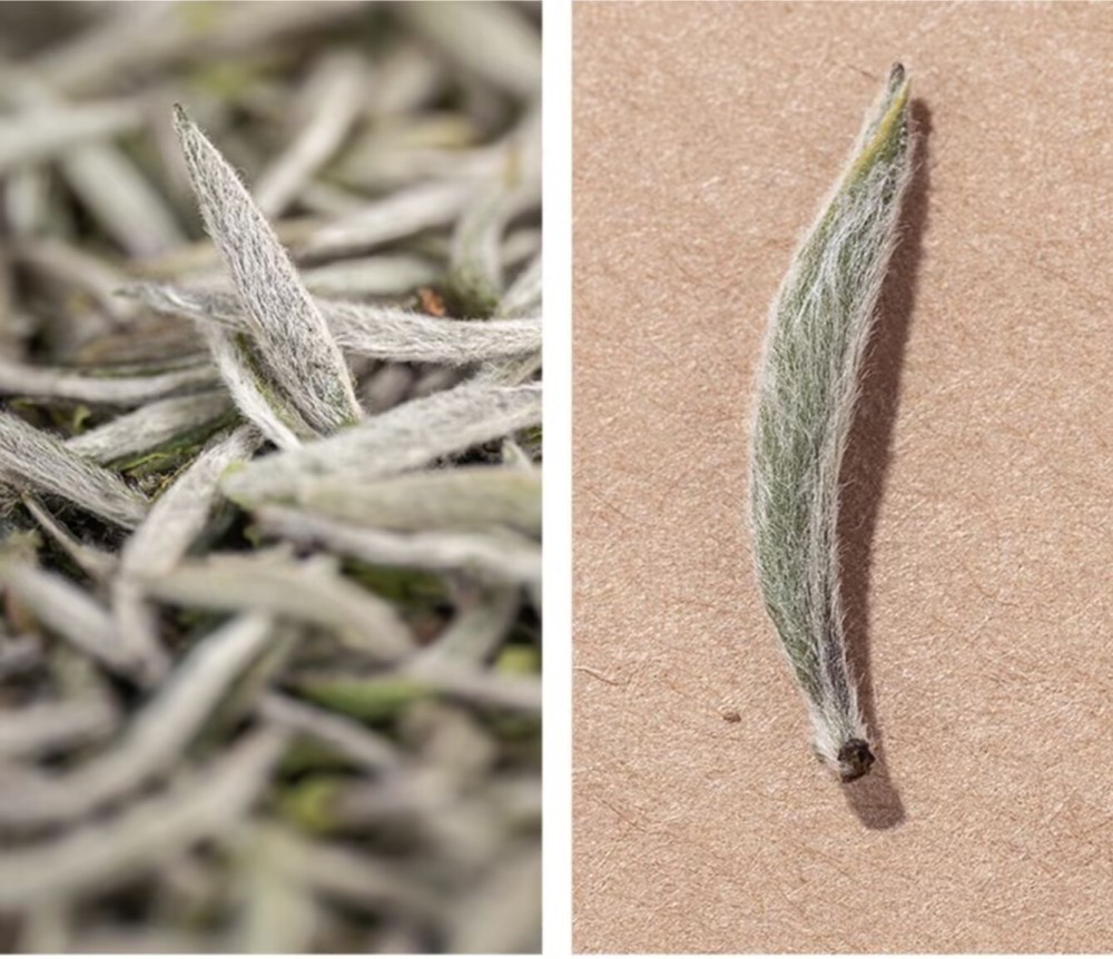 Introduction to Aged Baihao Yinzhen White Tea and Its Benefits
