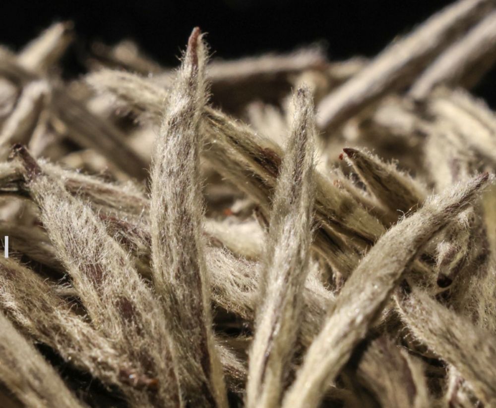 Why Drink Fuding Silver Needle Tea and Its Benefits
