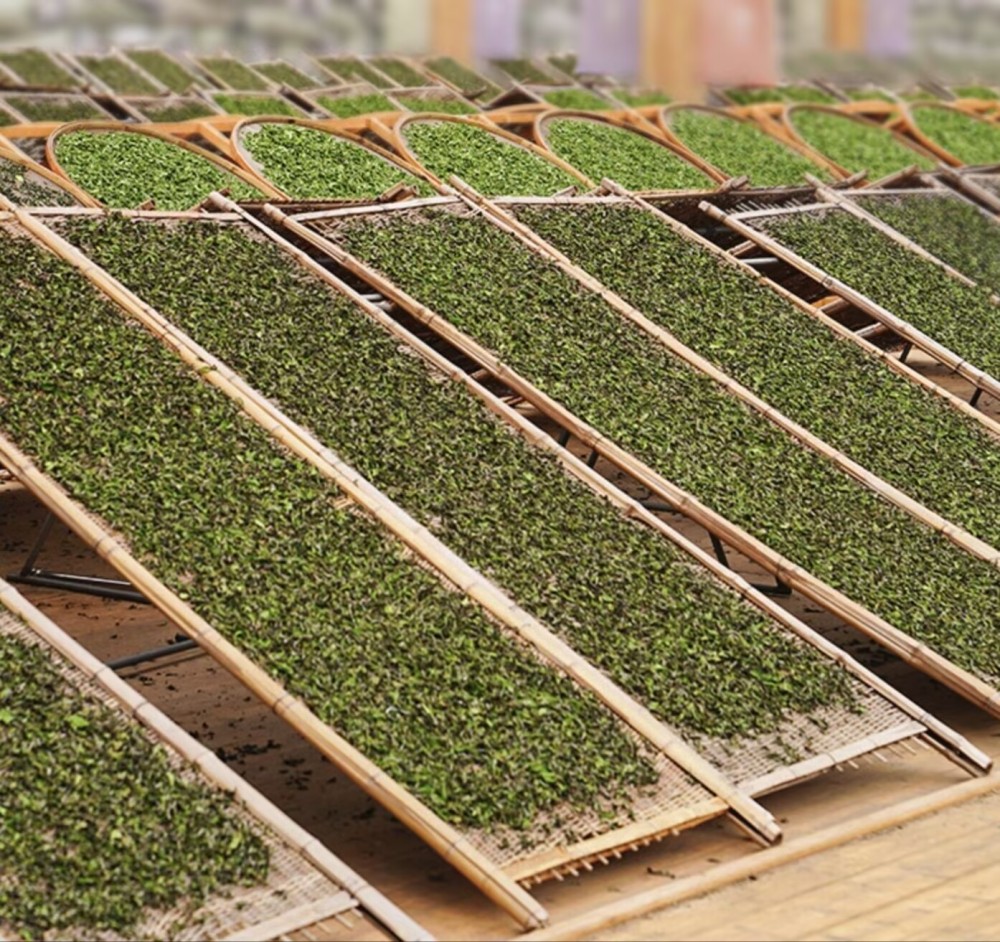 Fuding White Tea