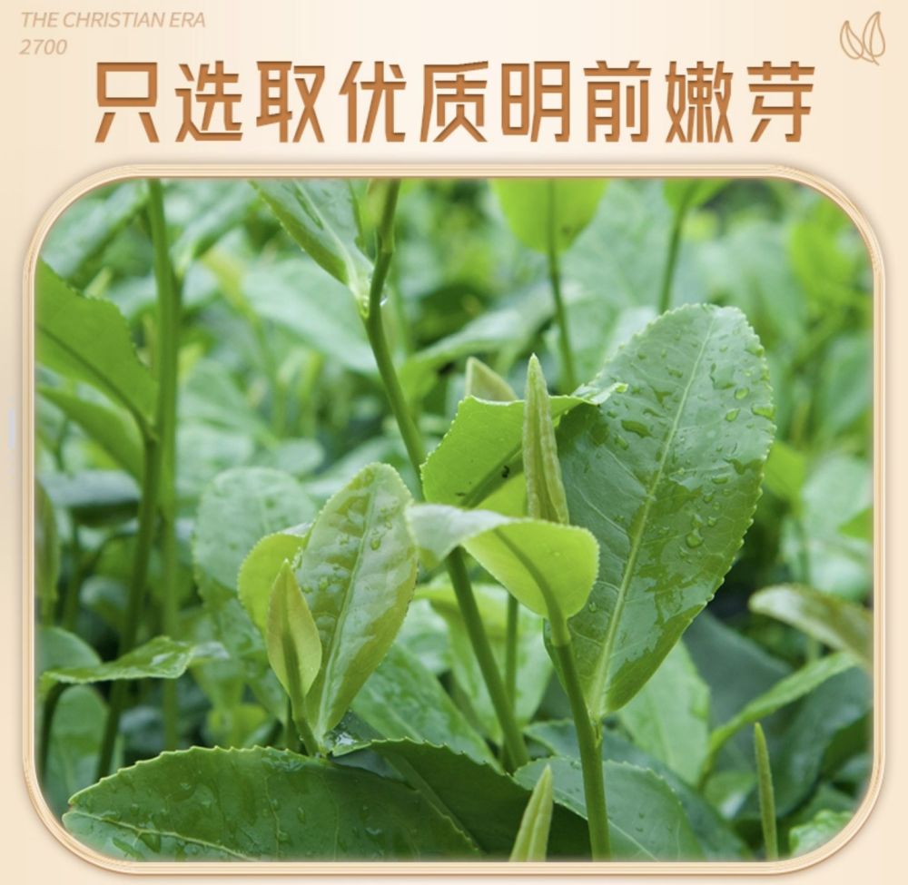Mao Jian Green Tea