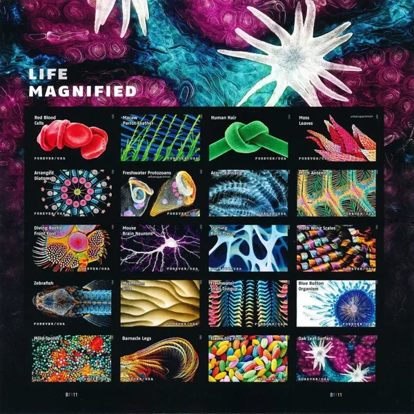 2023 Life Magnified Imperf Forever First Class Postage Stamps