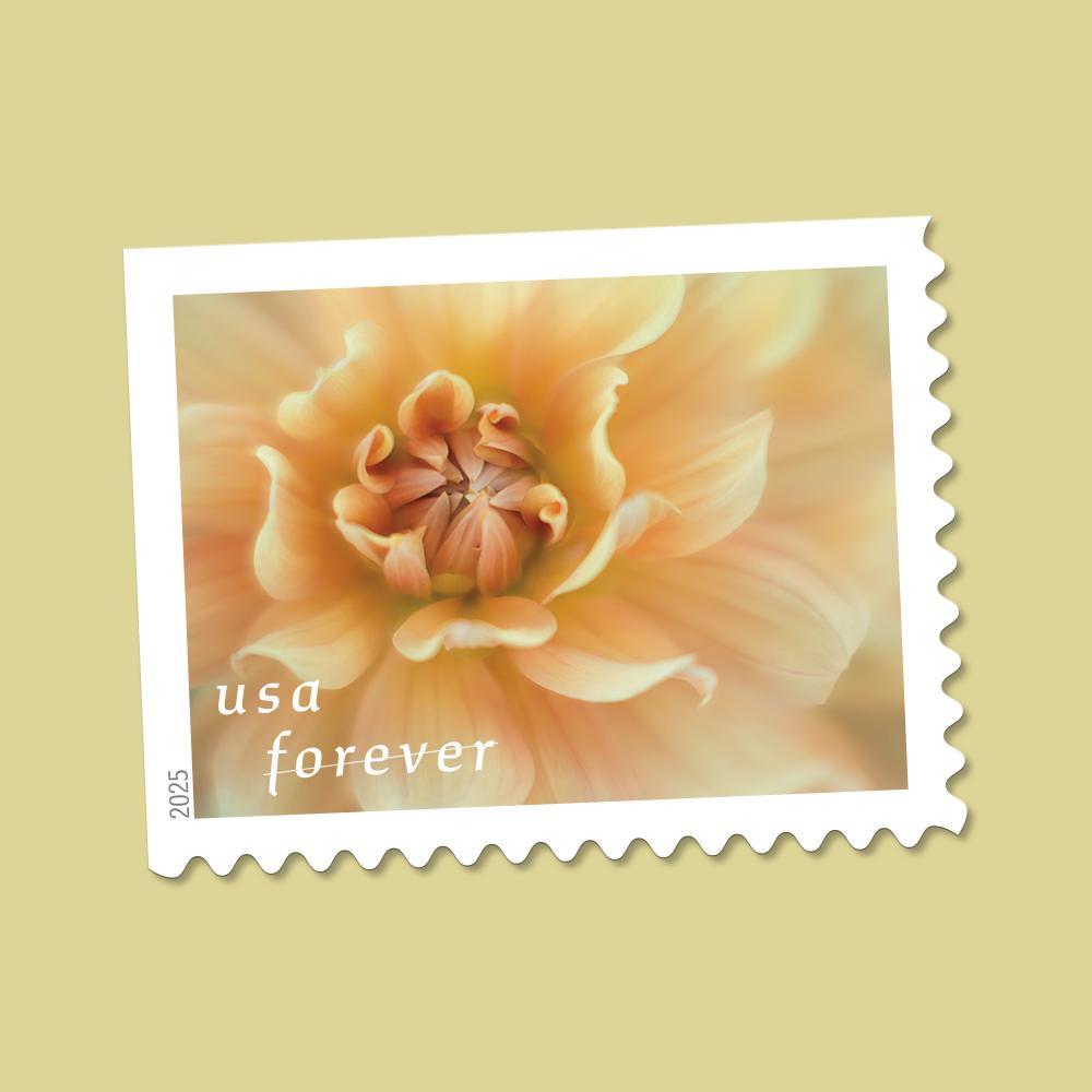 2025 Dahlias Forever First Class Postage Stamps