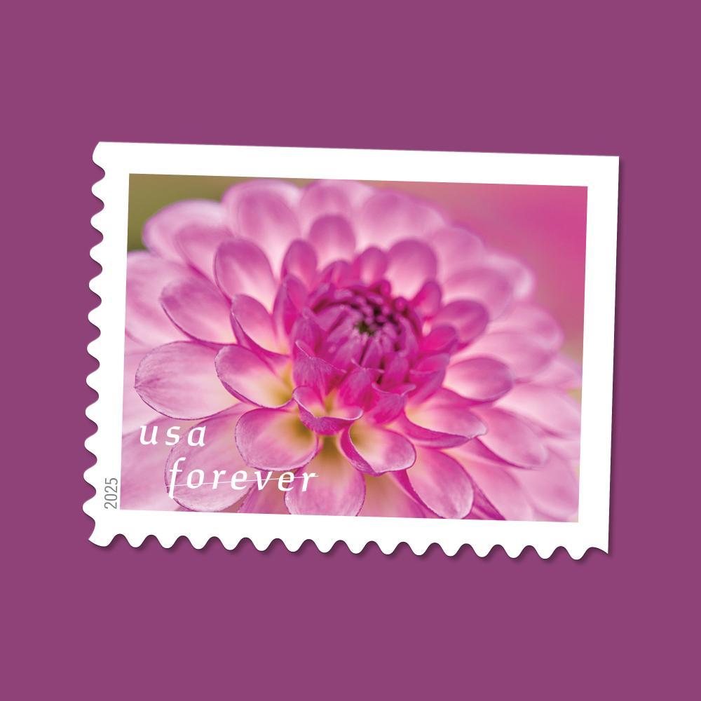 2025 Dahlias Forever First Class Postage Stamps