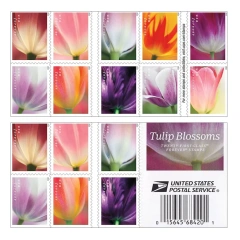 2023 Tulip Blossoms