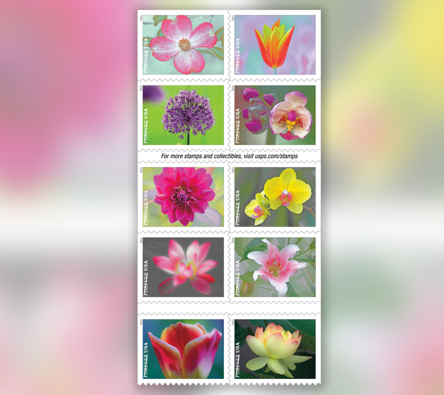 2026 usa first class postage stamps forever Flowers online Discount Sale for wedding invitations postcard letter Usps square envelope