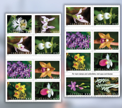 2020 Wild Orchids