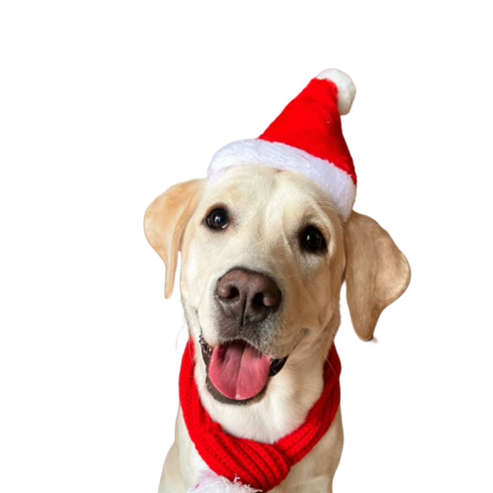 Pet Santa Hats