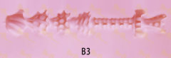 B3