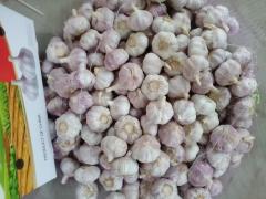 ثوم أبيض عادي طازج