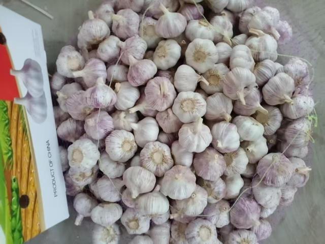 ثوم أبيض عادي طازج