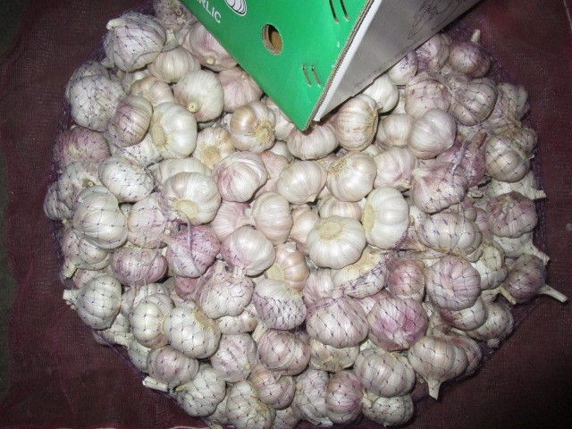Normal White Garlic