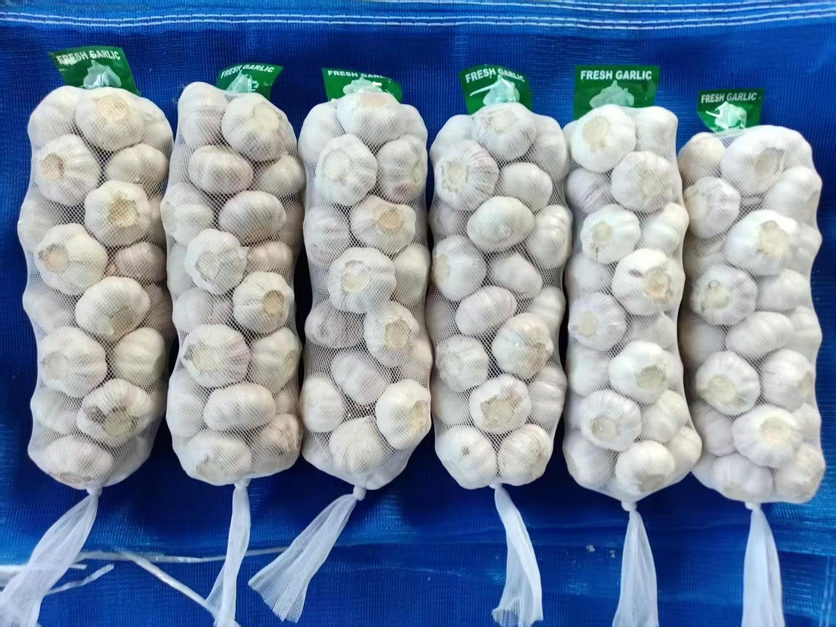 Ail blanc normal