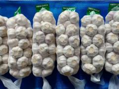 الثوم الأبيض العادي