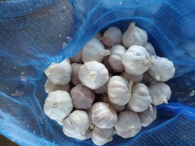 Ajo blanco normal fresco