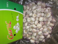 الثوم الأبيض العادي