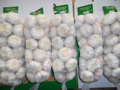 الثوم الأبيض العادي