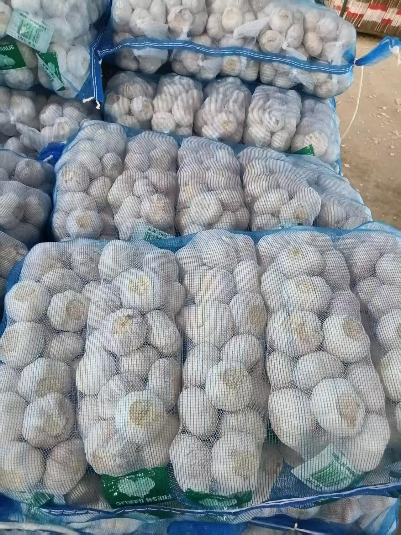 الثوم الأبيض العادي
