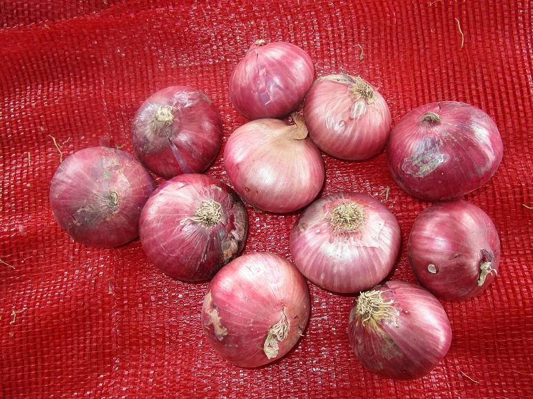 Fresh Red Onion
