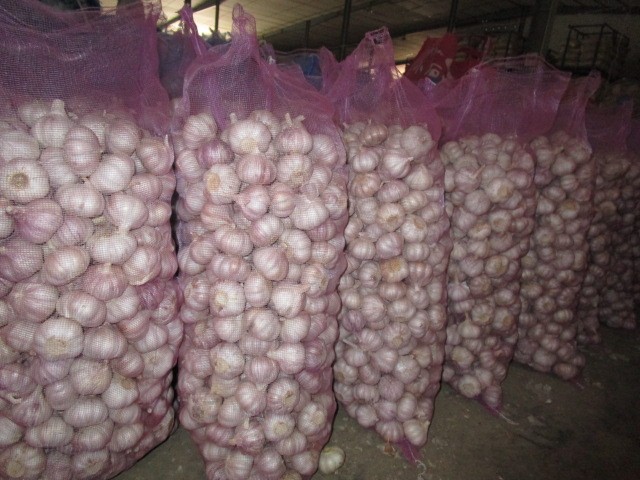 الثوم الأبيض العادي