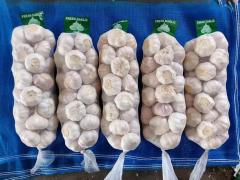 الثوم الأبيض العادي