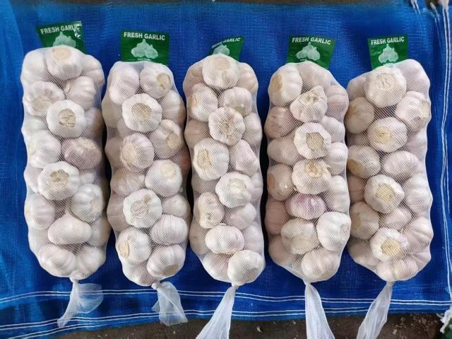 الثوم الأبيض العادي