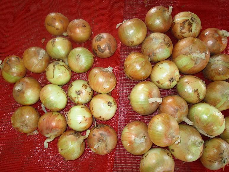 Fresh Yellow Onion