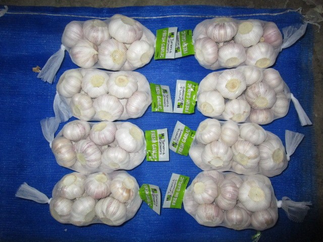 Normal White Garlic