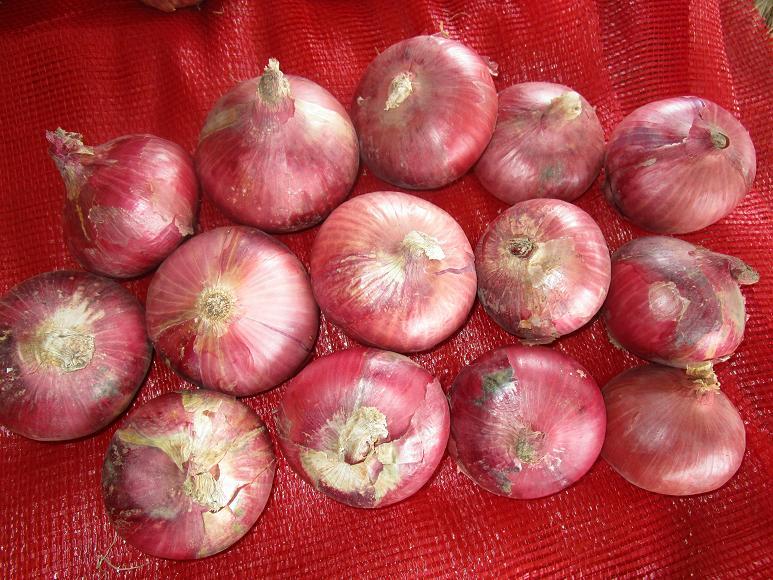 Fresh Red Onion