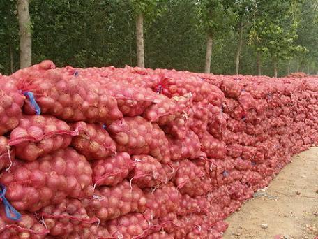 Fresh Red Onion