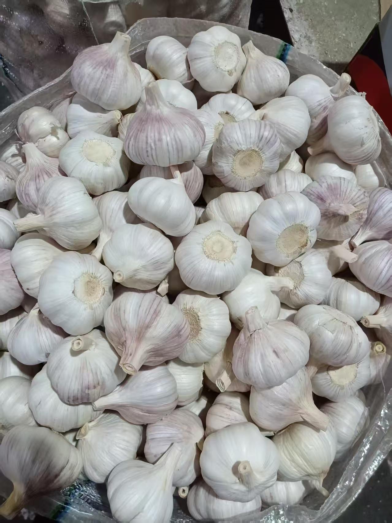 ثوم أبيض عادي طازج