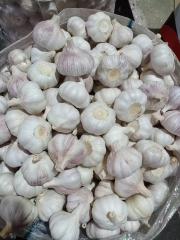 ثوم أبيض عادي طازج