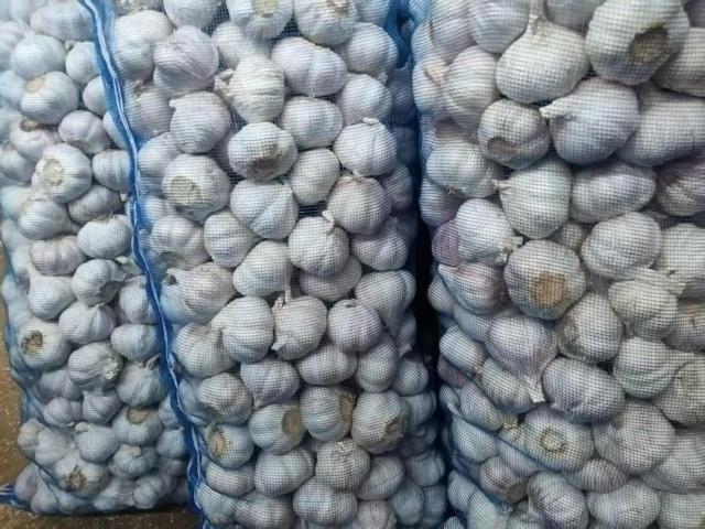 الثوم الأبيض العادي