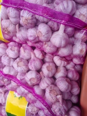 ثوم أبيض عادي طازج