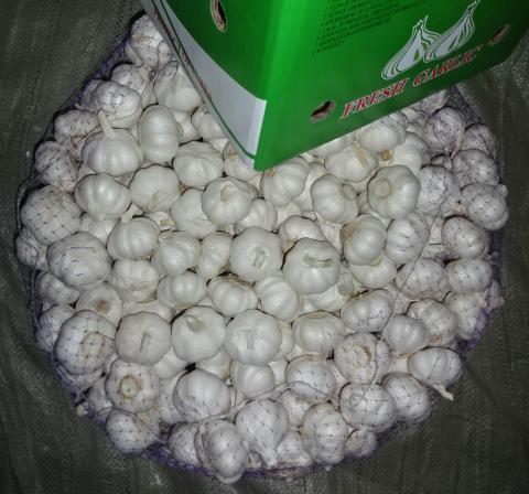 Pure White Garlic
