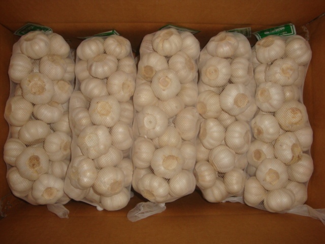 ثوم أبيض نقي طازج