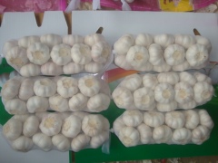 ثوم أبيض نقي طازج