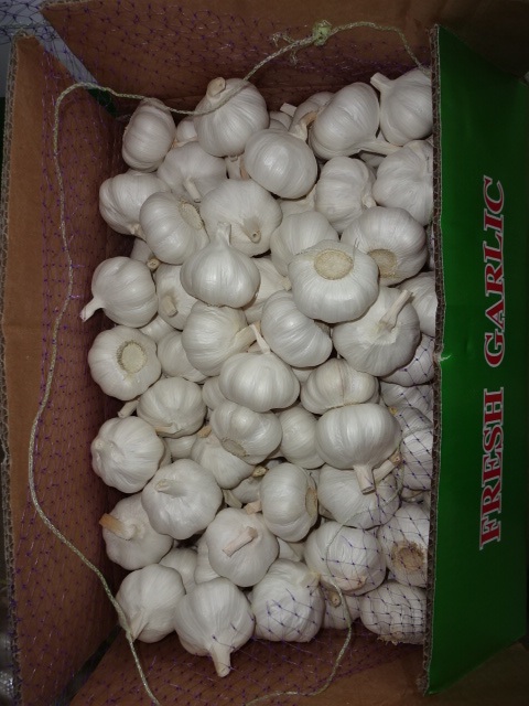 Pure White Garlic