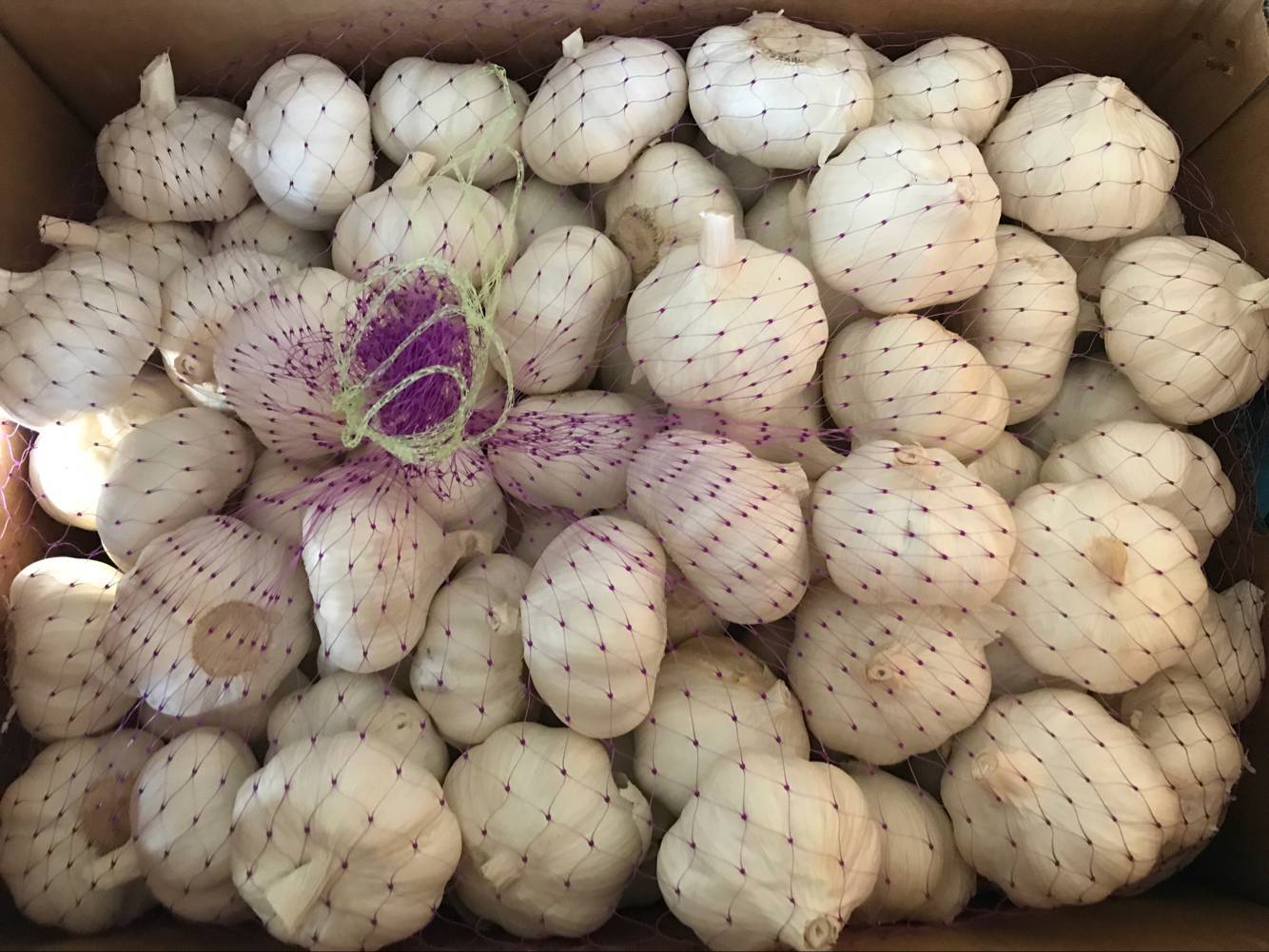 Pure White Garlic