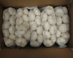 ثوم أبيض نقي طازج