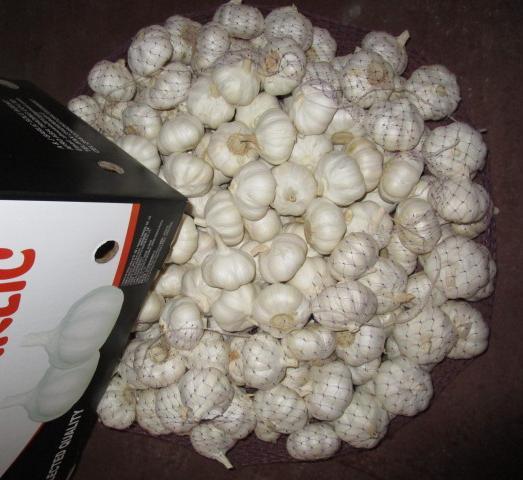 Pure White Garlic